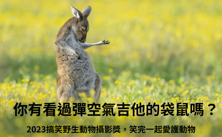 報導內容